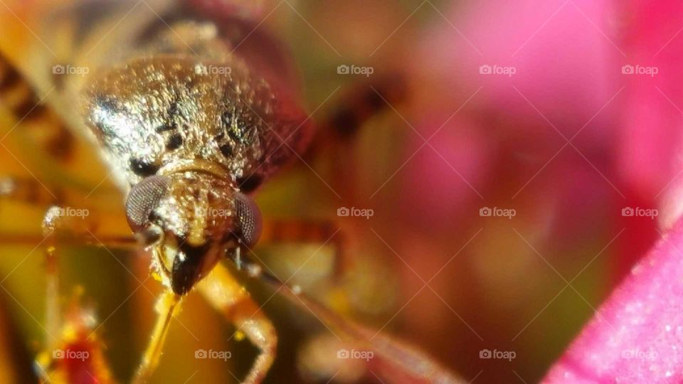 Closeup Bug