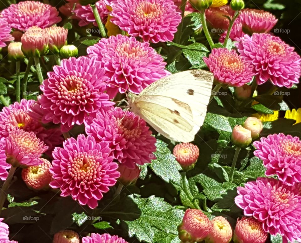 Butterfly in the Garden
