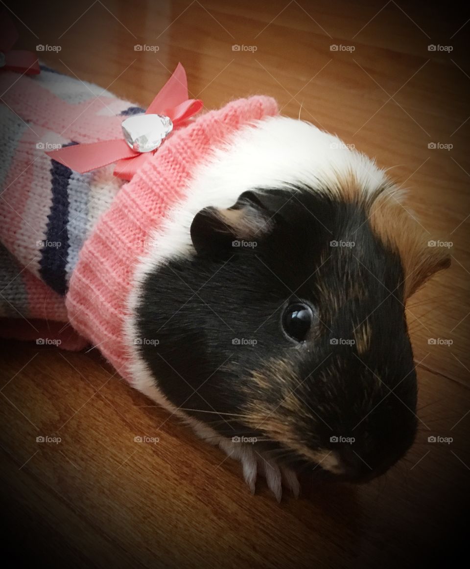Guinea pigs dressed up
