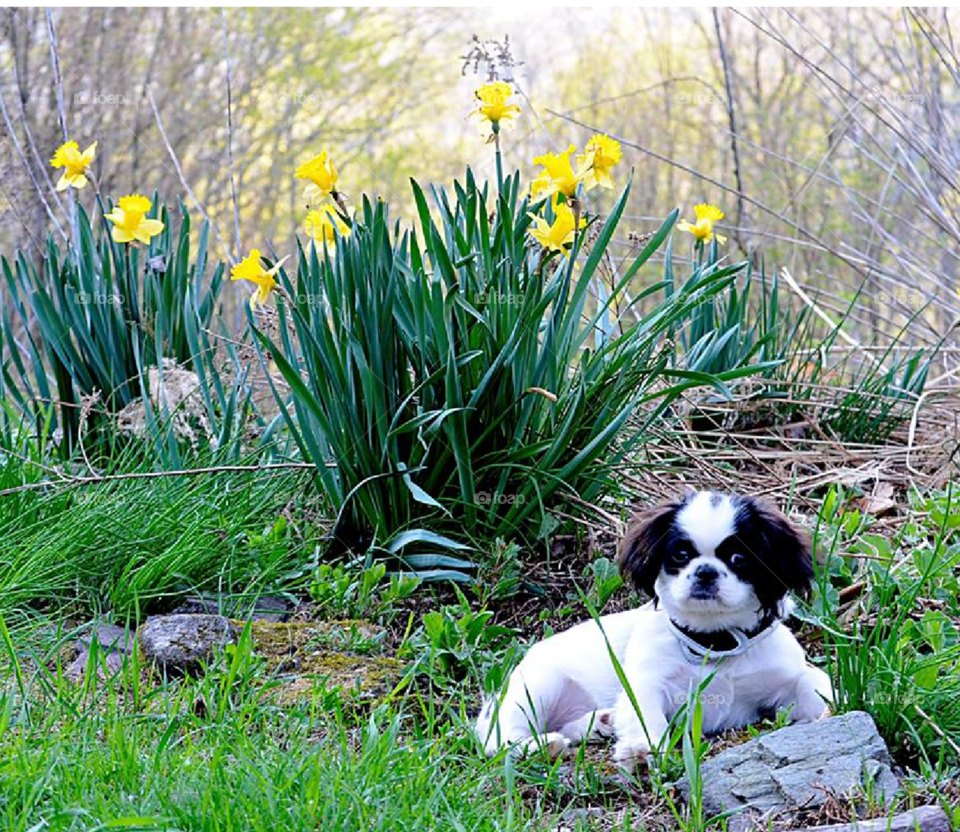 My friend's new pup in photo shoot upstate New York this Spring.