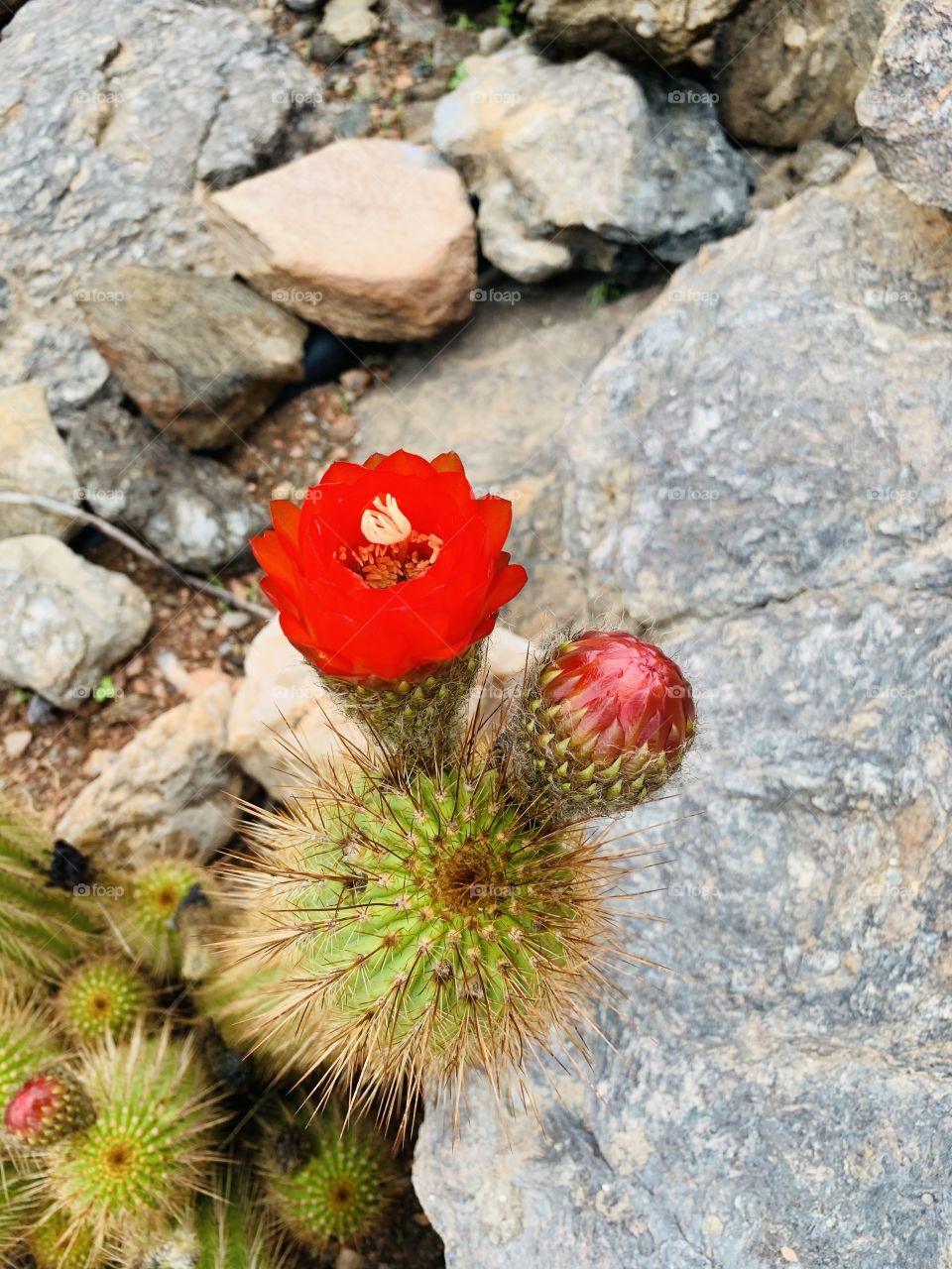 A popping red flower of this thorny succulent plant. Thriving through rocks....while budding, one bud turned into a flower already.