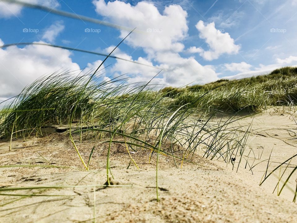 Summer dunes beach 