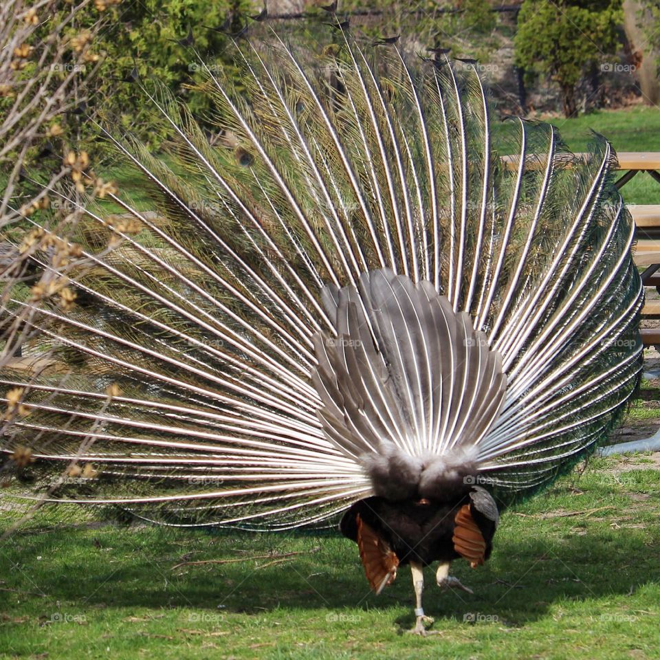 Peacock rear view 