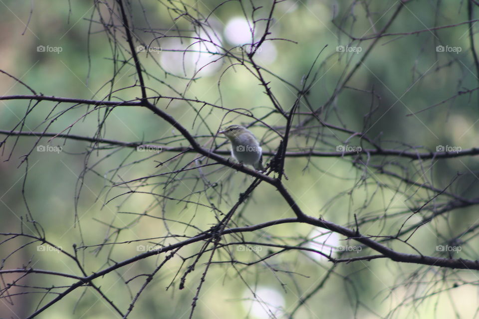 Bird on a tree branch in the forest