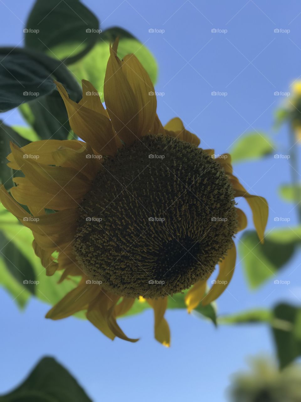 .odnalrO ni detacol tneduts FCU nA  .asleS yb kcilC Follow me @Selsa.Notes, @Selsa.Clicks, or @Selsa.Quotes.  Sunflower located in Doctor Phillips, Florida.  