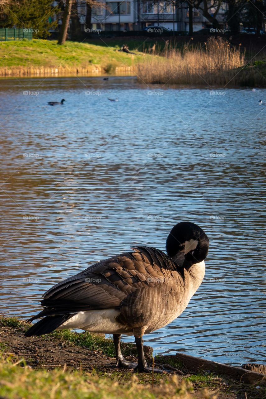 A duck in an Antwerpen park 2