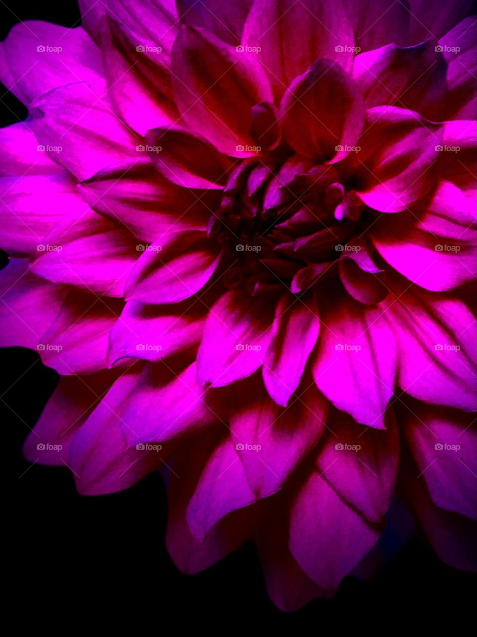 Rich And Velvety Vibrant Colourful Dahlia Flower Close Up 