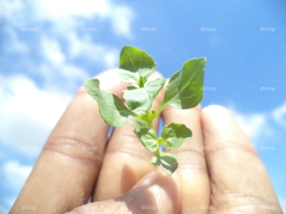 small plant in hand and beautiful sky