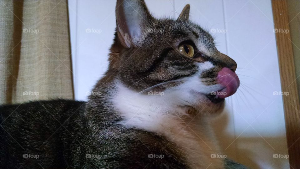 Cat tongue. Captured a picture of my cat with her tongueout