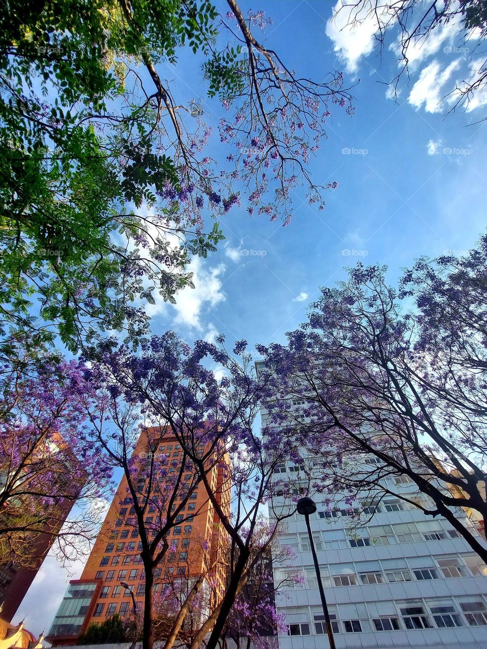 llega la primavera a la Ciudad de México.