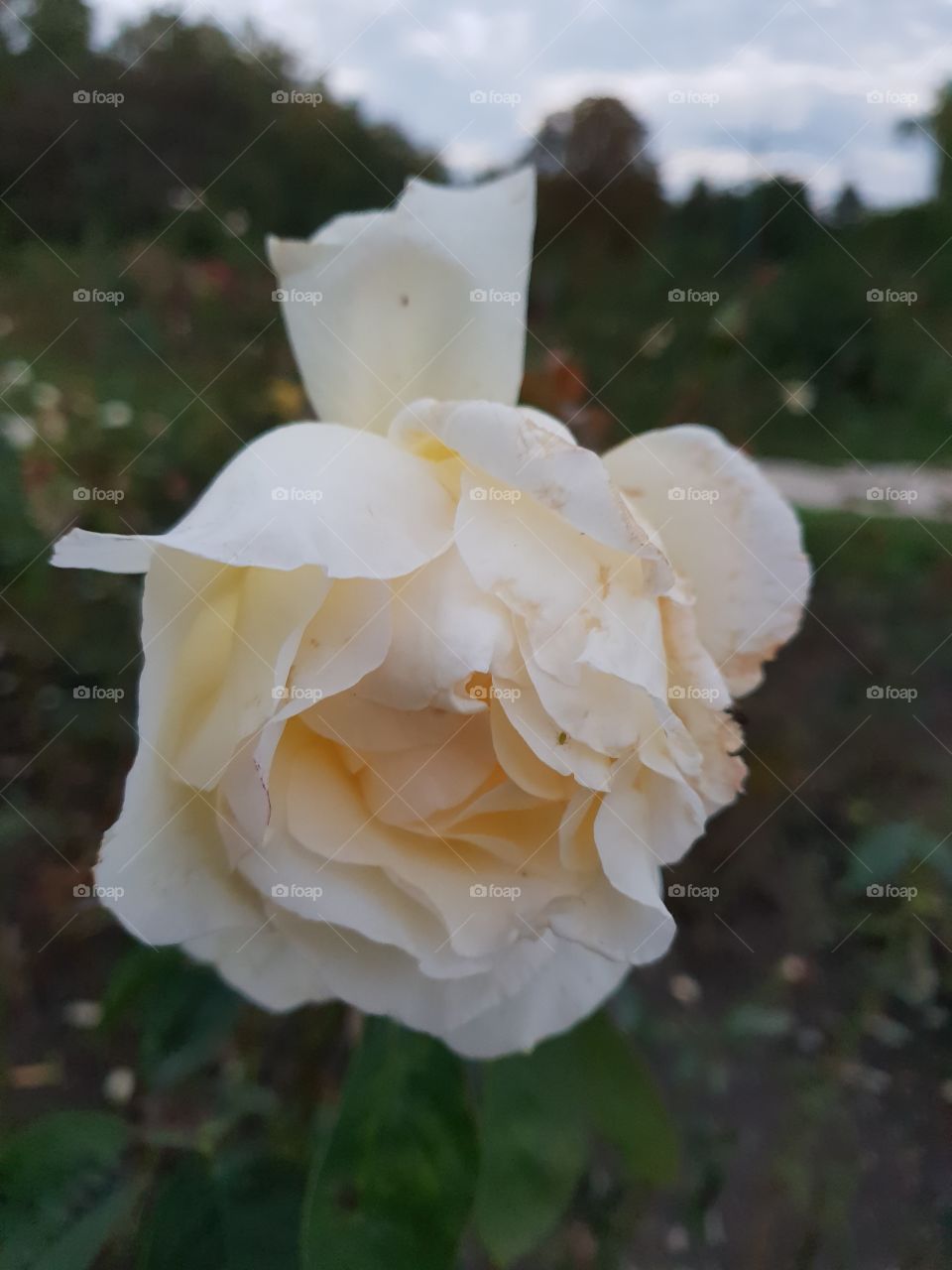 simple rose