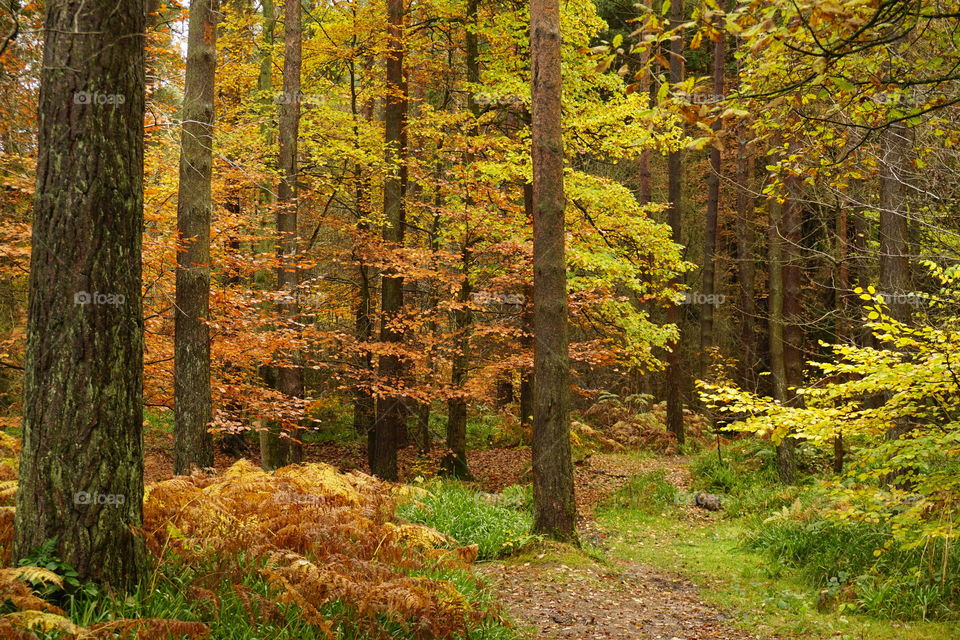 Autumn in all its glory 🍂🍃🍁