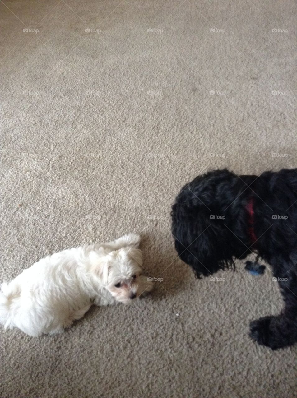 Sophie (a Yorky and Maltese mix) and Coal (a cockerspaniel and poodle mix) :)