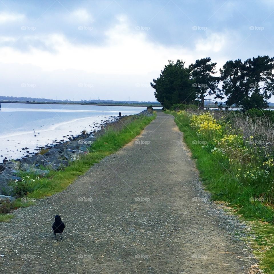 Bird on the marsh path 
