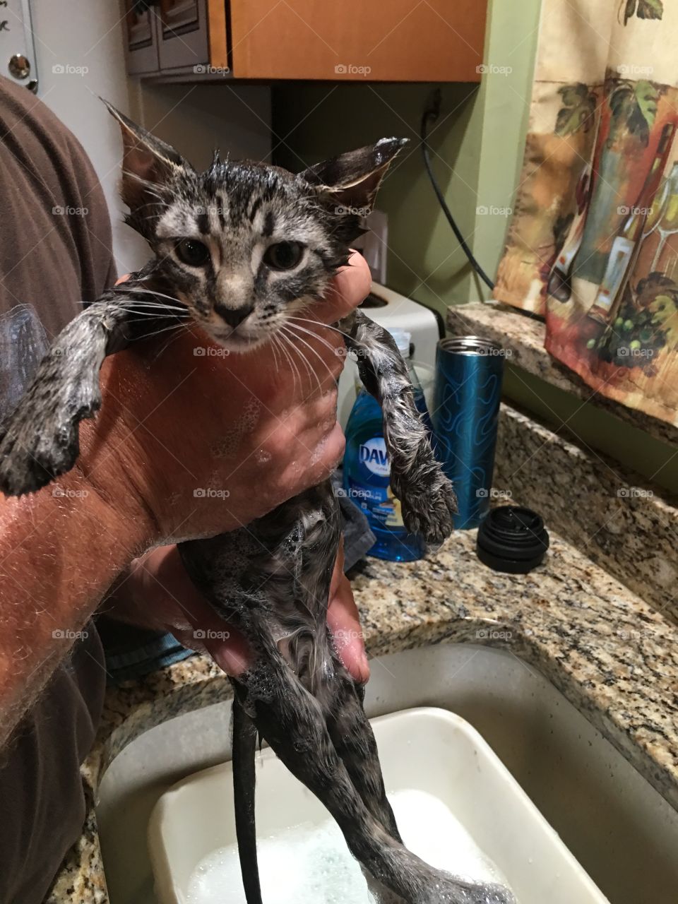 Kitten bath