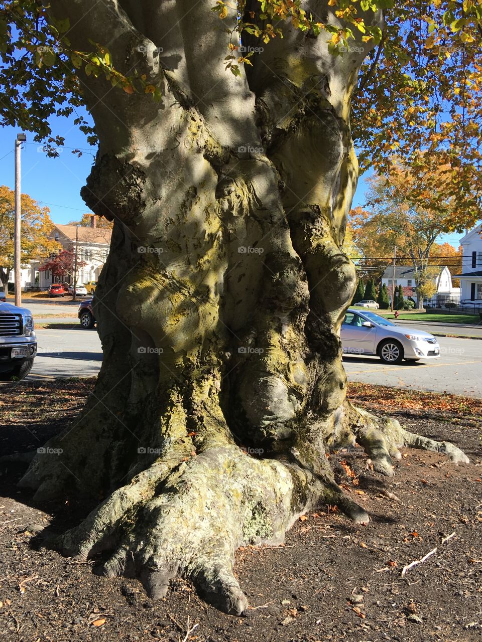 Amazing trunk of an ancient living Beech Tree!