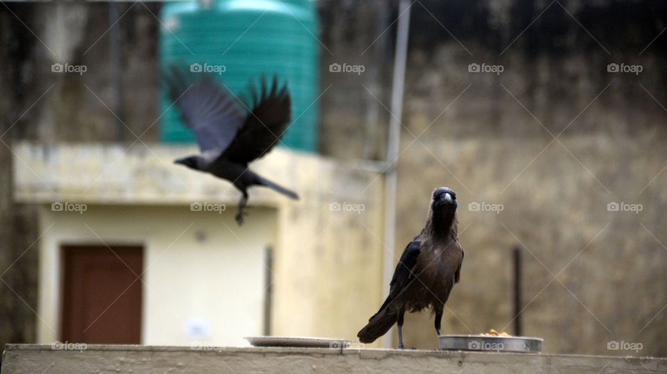 Two crows, rainy day, looking for food, one still, other in flight.