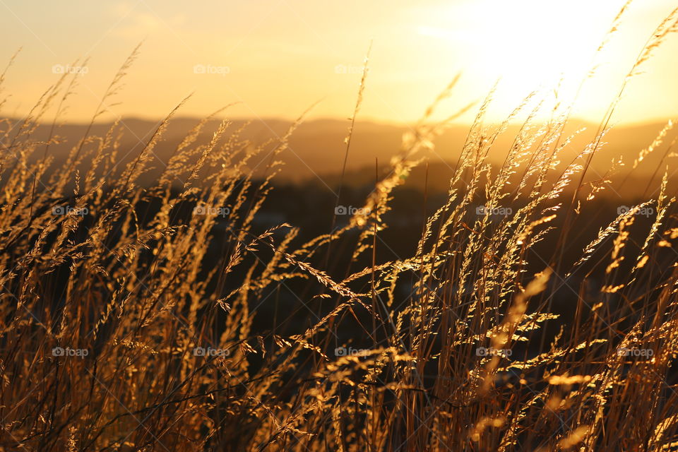 Golden hour on the mountain after sun setting down for the day,  enlightening the nature all over