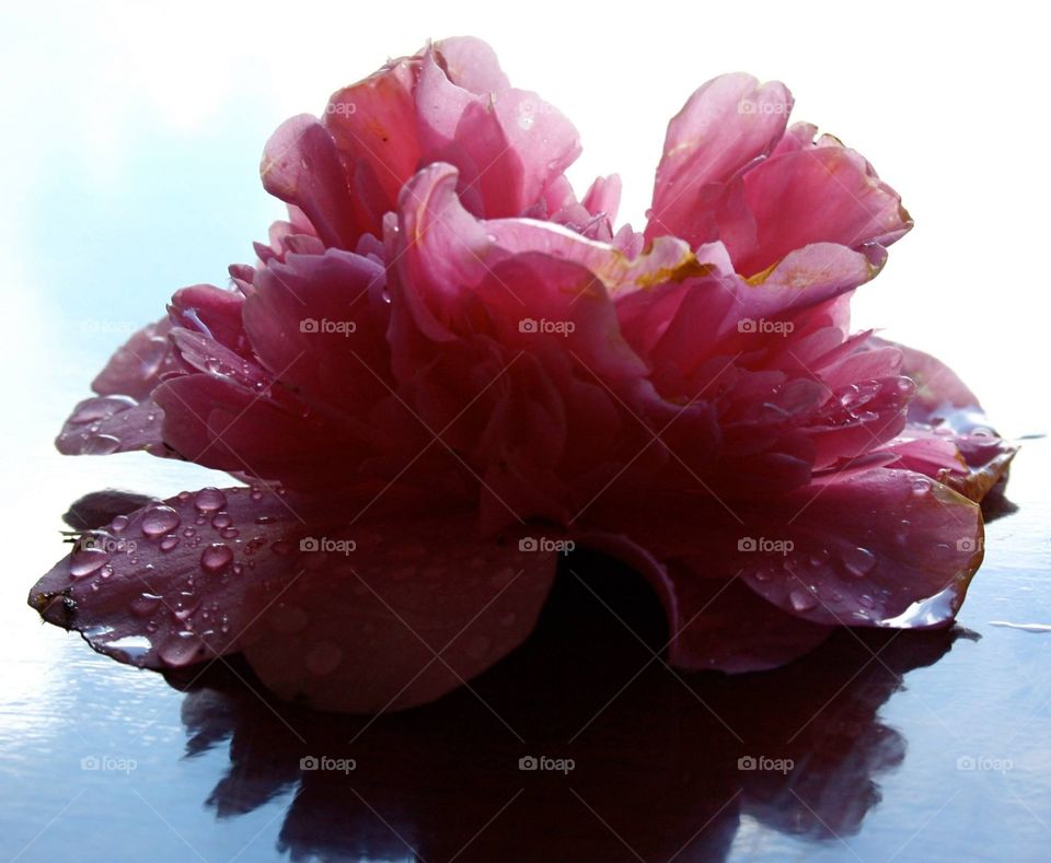 Camellia reflected
