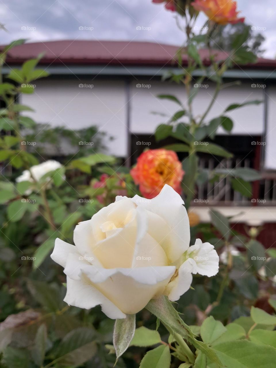 Rose White