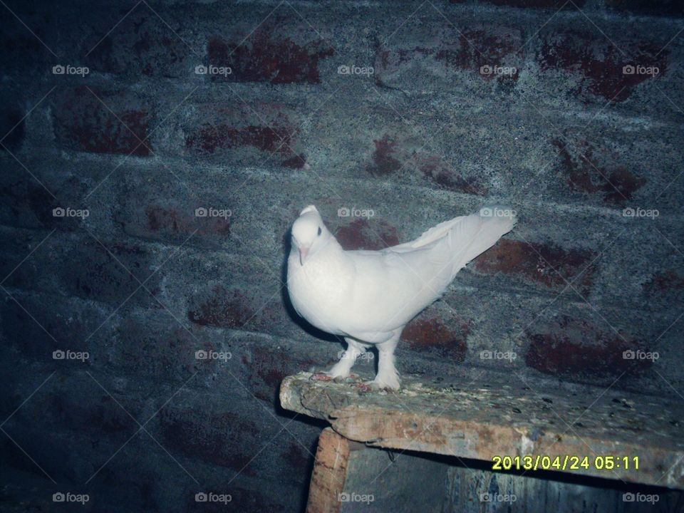 Pigeons and doves
Bird