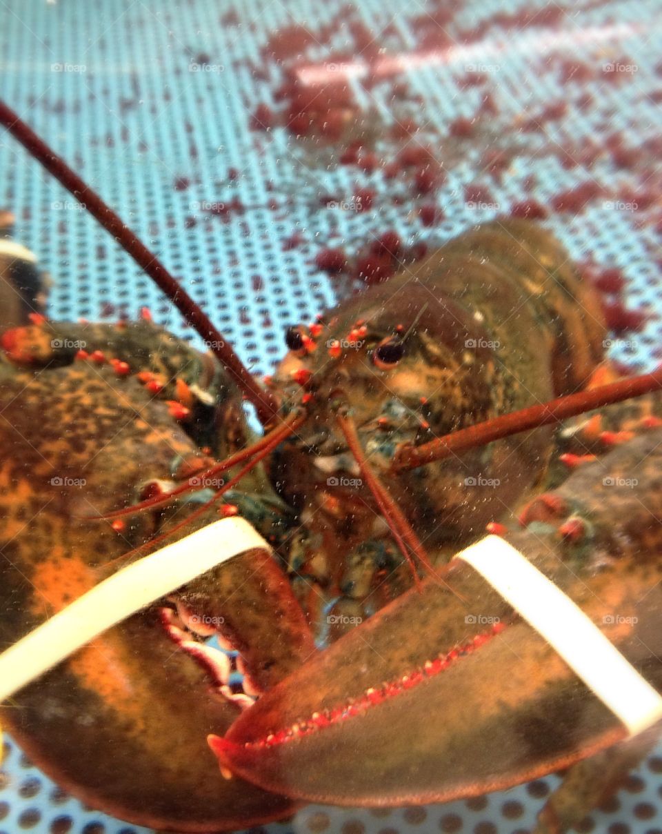 Don't pick me! . This lobster awaits his fate in the supermarket water tank 