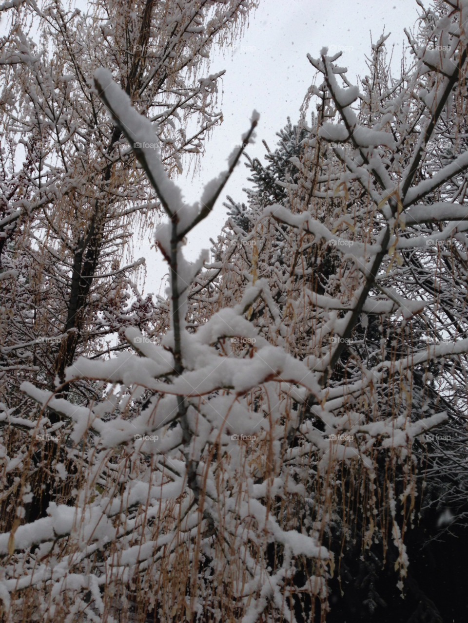 nevada snow trees by melody