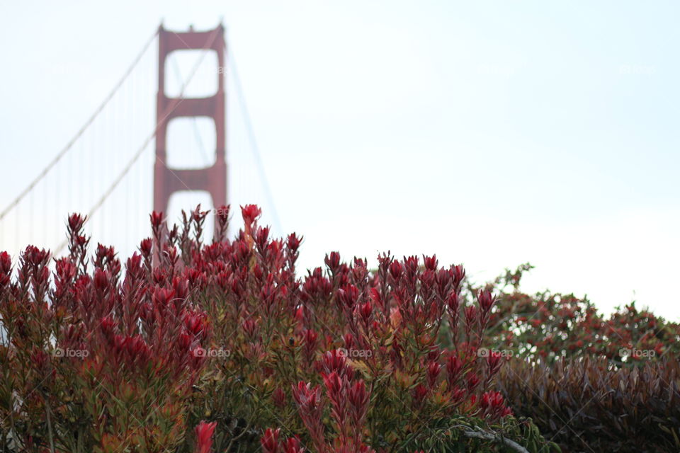 Golden Gate Bridge 