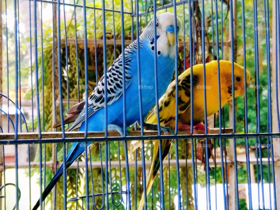 Bird.....in cage.....!