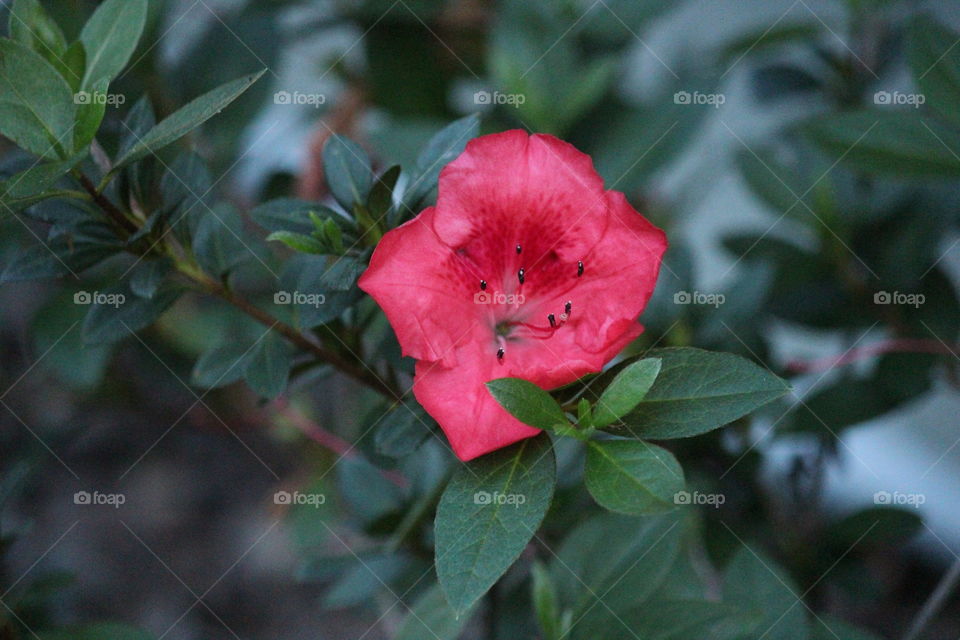 Reddish pink flower