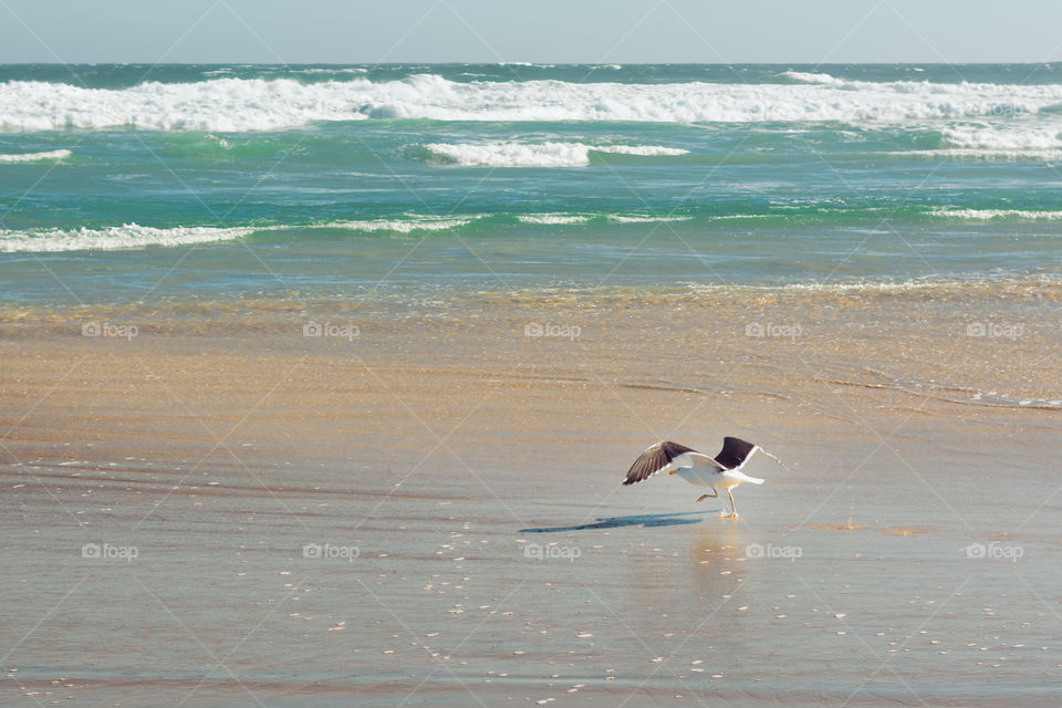 Photograph of a seagull ready for taking off the ground and go to get some fishes in the sea 