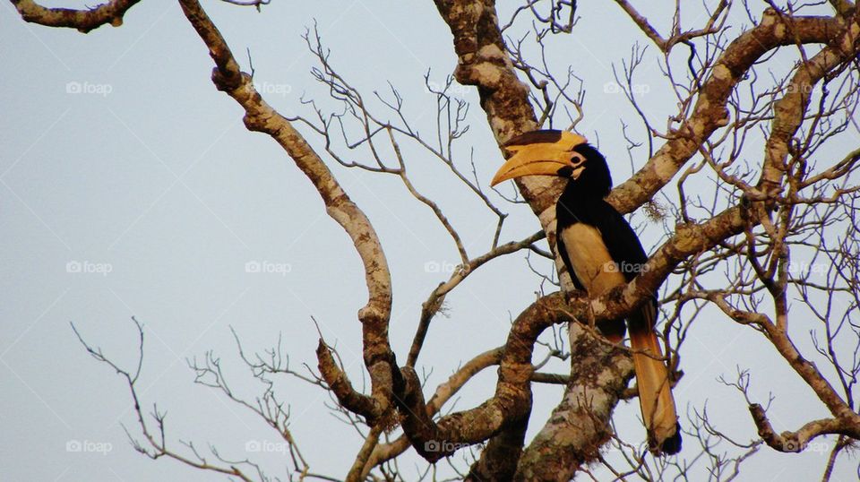 Hornbill, kedeththa (Sinhalese) Yala, Sri Lanka