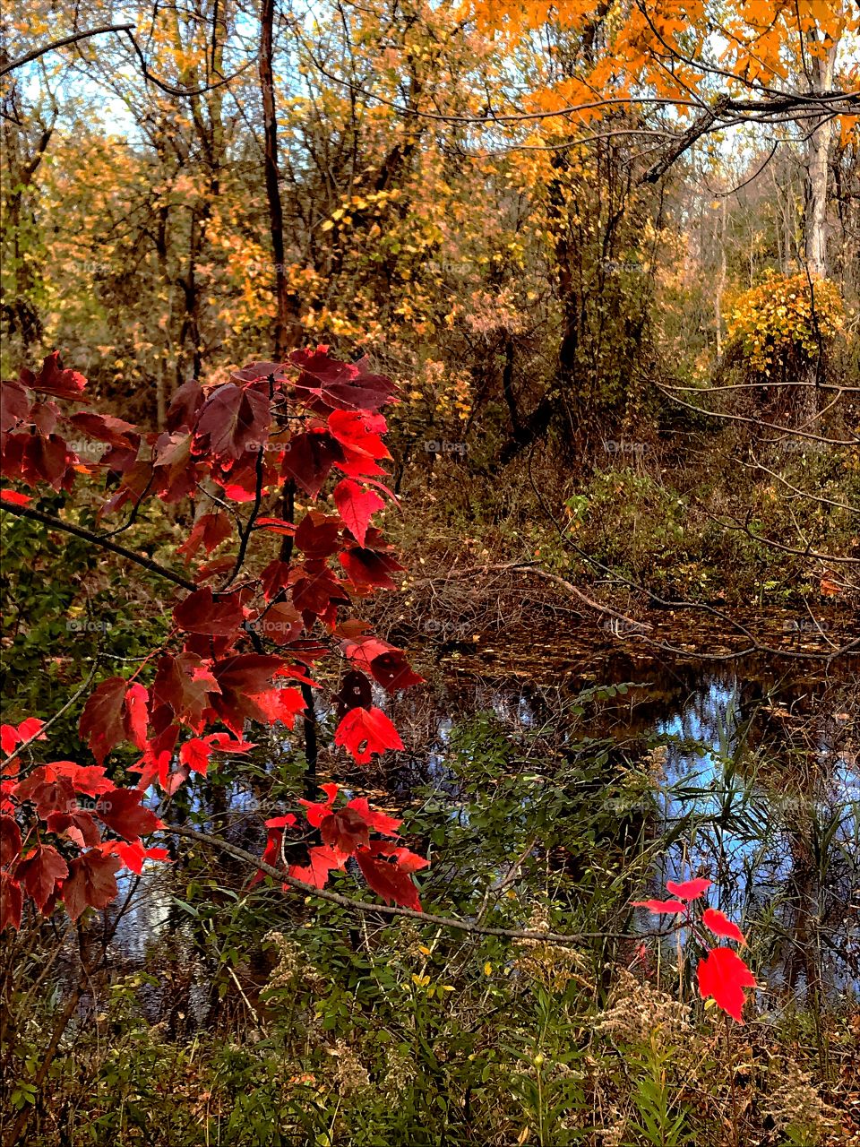 Fall colors