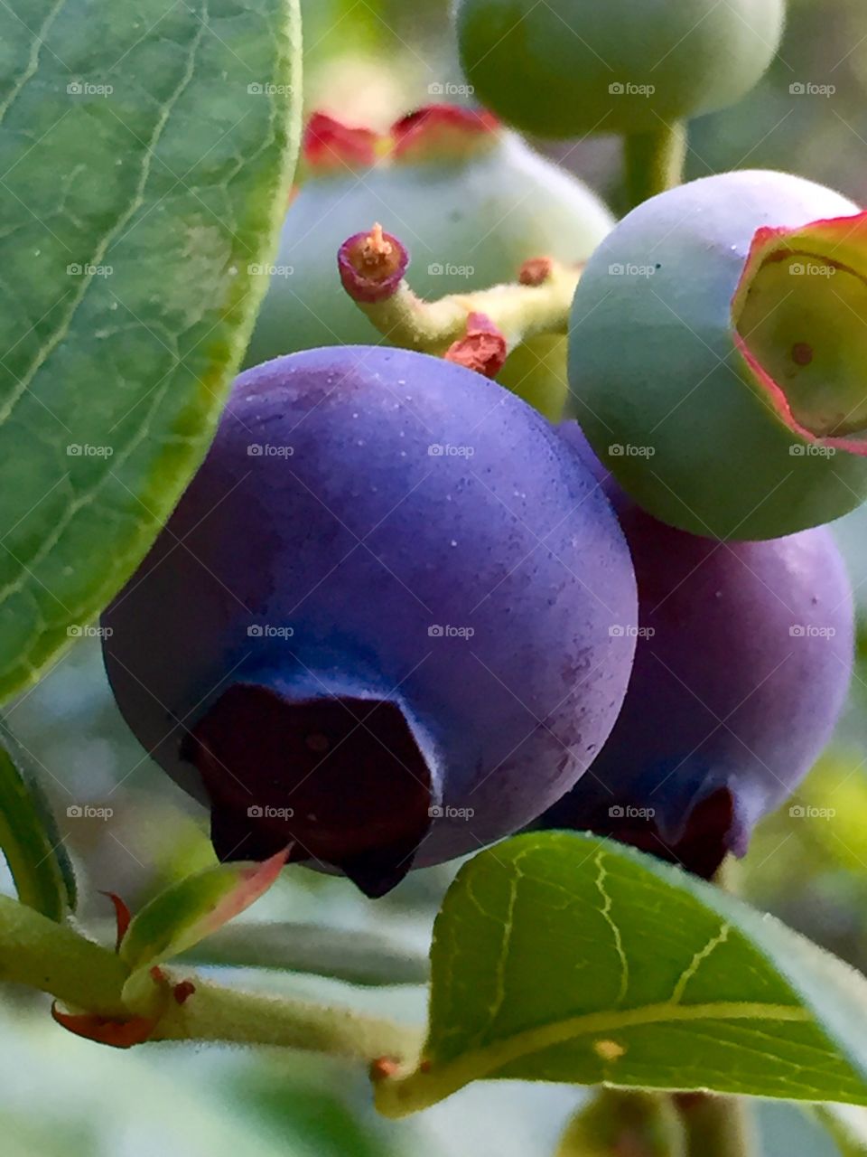 Plumping blueberries