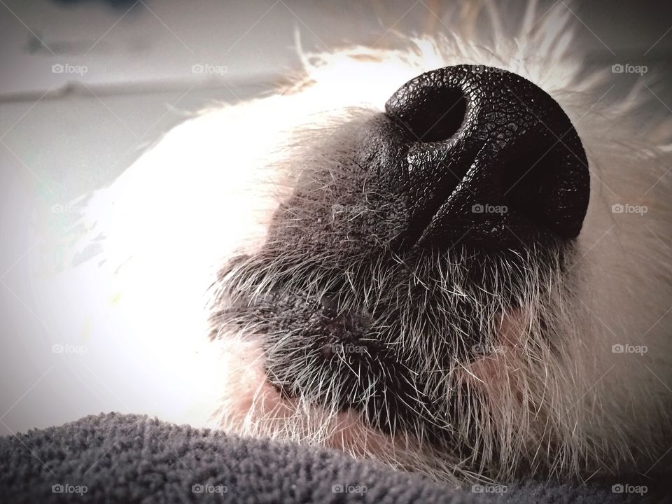 A dogs cute nose