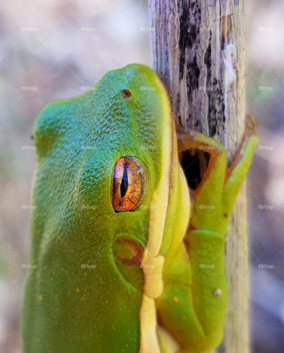 Eyes of Fire. Close Up of Green Tree Frog