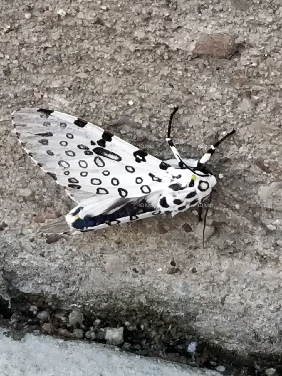 Mothe in Texas