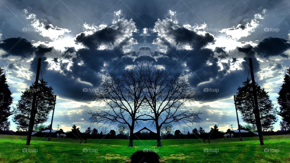 Sky, Landscape, Tree, Nature, Grass