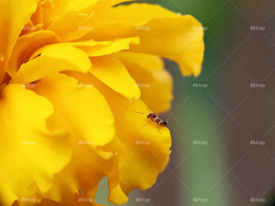 an ant on yellow