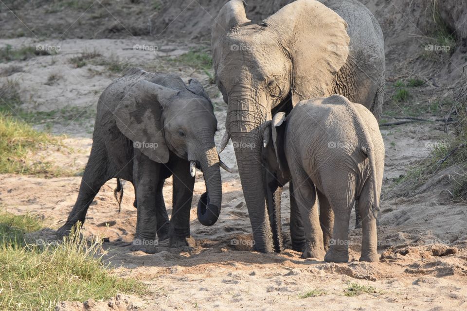 Not 2 elephant, 3 elephants all together, huddled up close, mom protecting her young elephant calves, sandy beach like setting 
