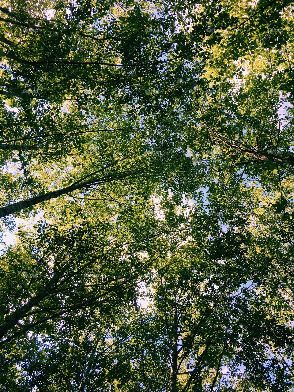 View of treetops in summer with a blue sky