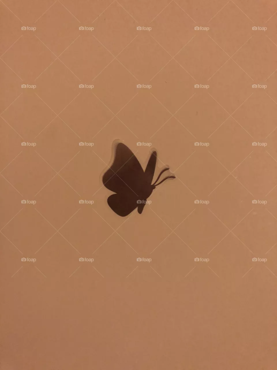 Butterfly on wall 