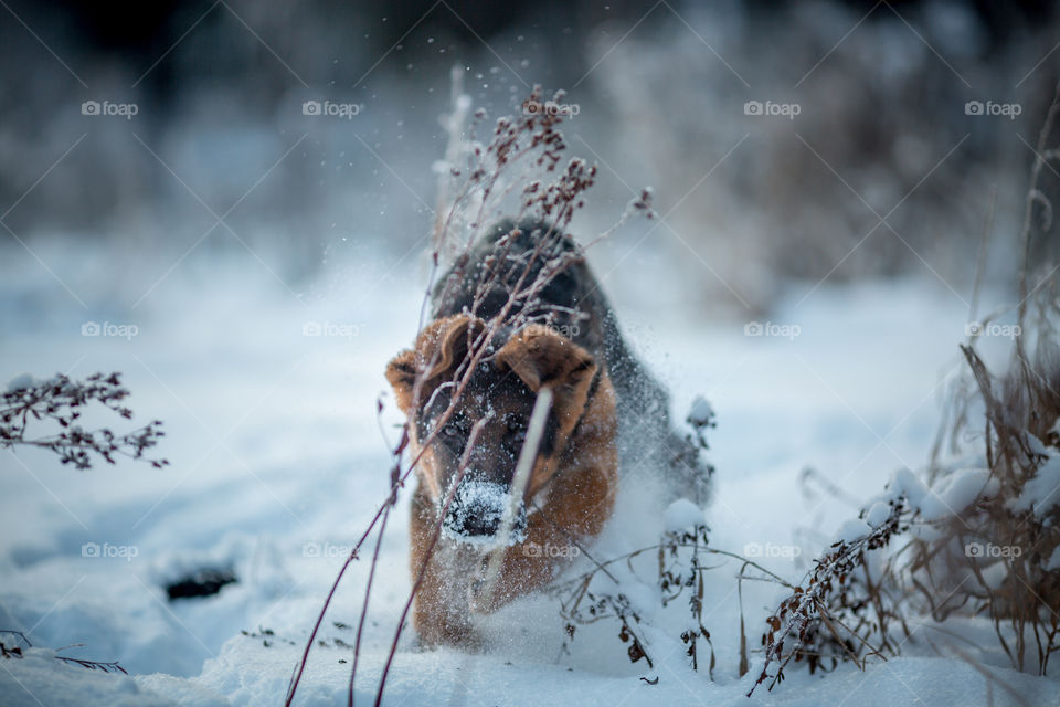 German shepherd portrait in a winter park 