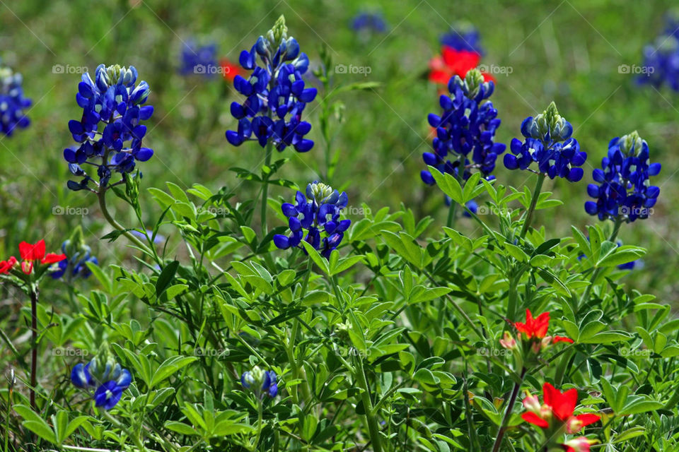 flower blue texas floral by mmcook