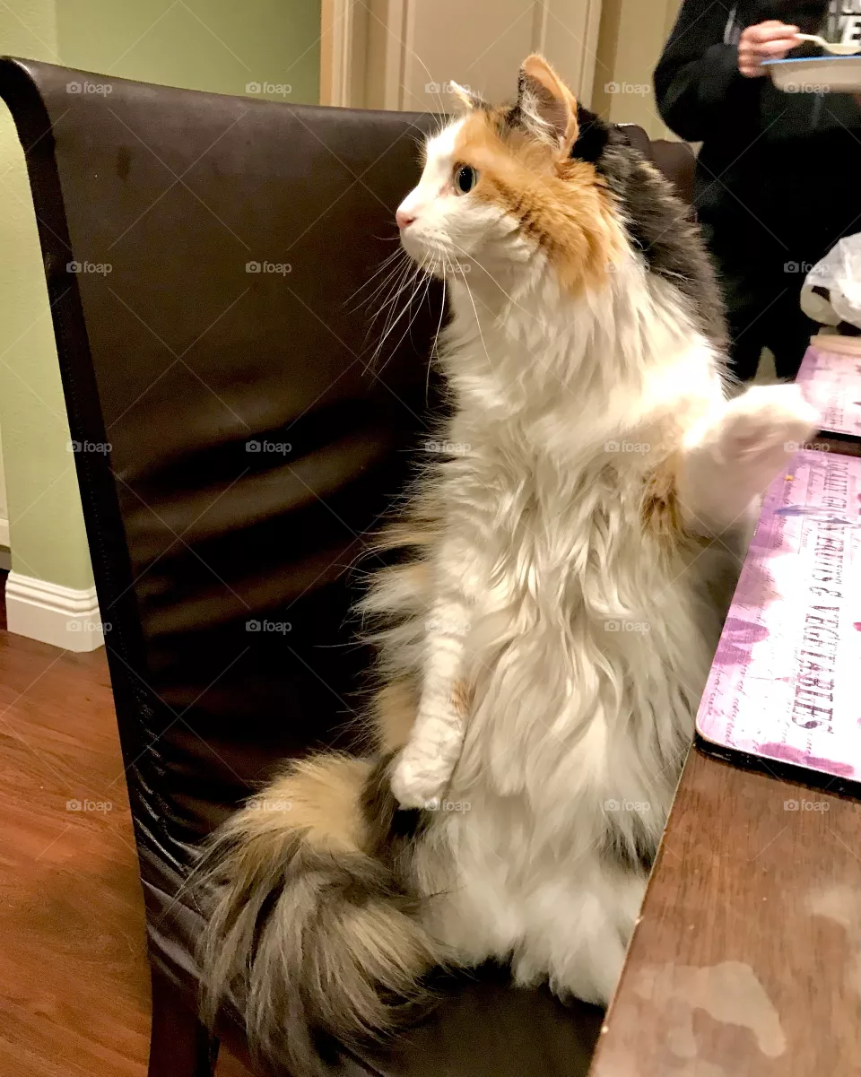 Ready for dinner 