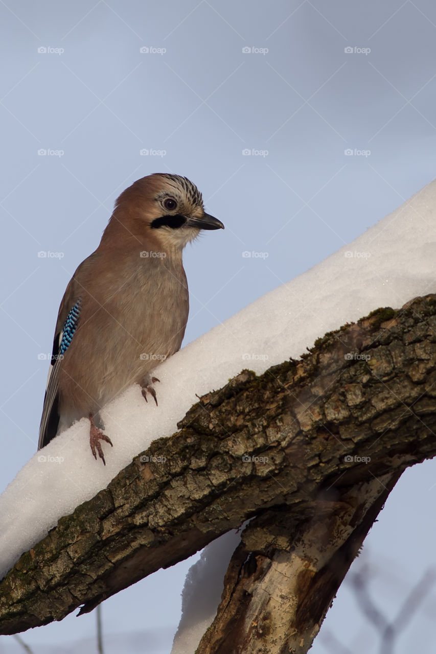 Portrait of a jay, perched on a thick branch covered with snow against a blue sky background