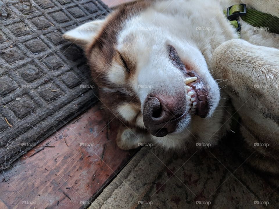 happy red Timber Wolf mix