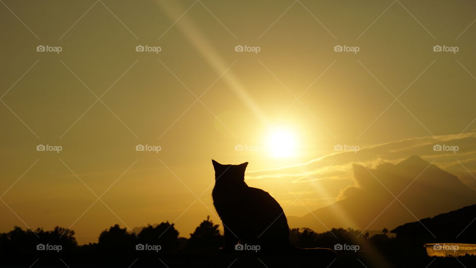 Sunset#cat#animal#nature#mountain#moment#magic#wild