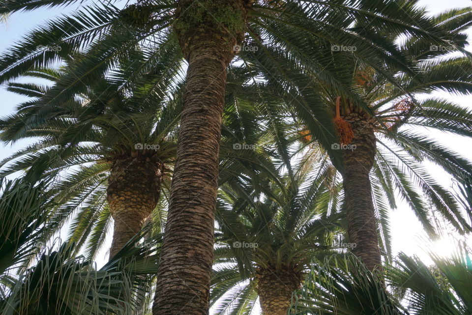 Palms#nature#green#jungle#photography#travel