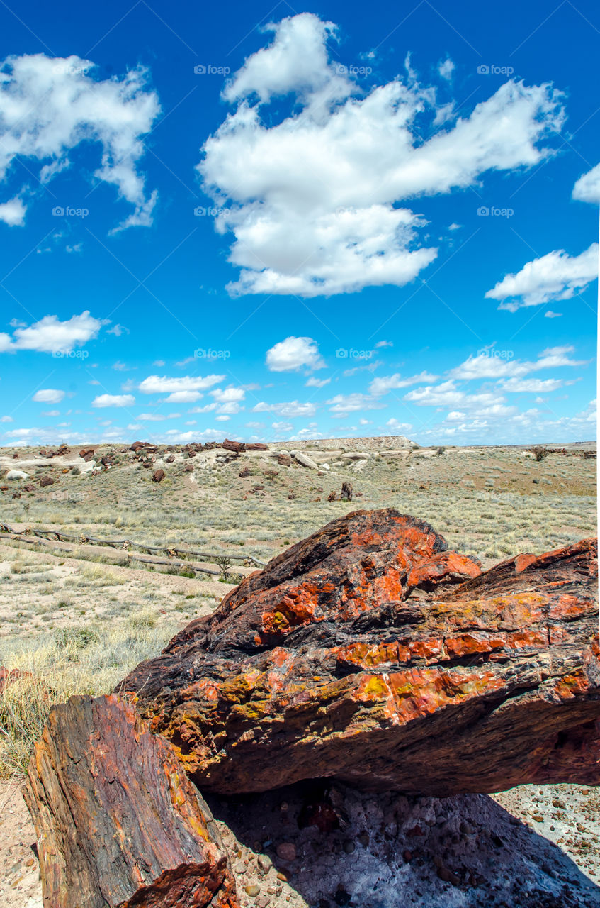 Petrified Forest 1